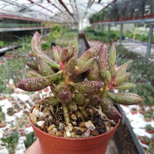 Adromischus filicaulis ssp. filicaulis