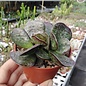 Adromischus trigynus cv. Largo