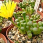 Fenestraria aurantiaca