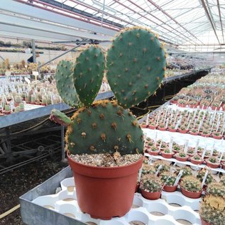 Opuntia aciculata