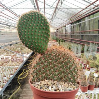Opuntia pycnantha   `Stachelschwein-Kaktus`