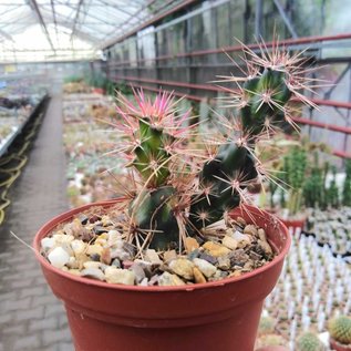 Corynopuntia invicta