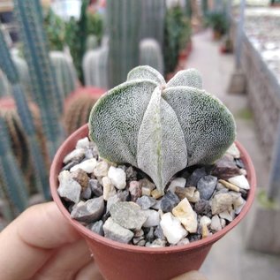 Astrophytum myriostigma v. tulense  Miguihuana