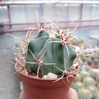 Ferocactus histrix cv. Brunispina