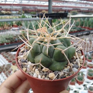 Thelocactus rinconensis v.nidulans  Plana de Ayala