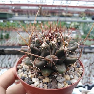 Thelocactus tulensis   Tula