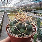 Thelocactus hexaedrophorus  177 / 52 Puertosito