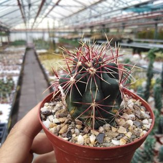 Thelocactus bicolor v. schottii CR 267