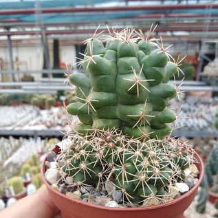 Thelocactus ehrenbergii