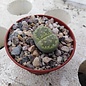 Lithops julii ssp. fulleri cv. Fullergreen