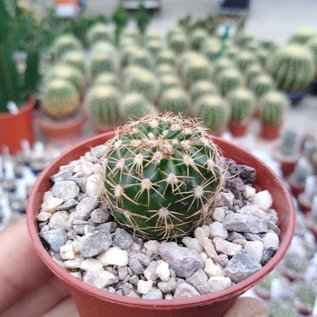 Notocactus uebelmannianus  WG 397 Passo do Cacao, Rio Grande do Sul, Br