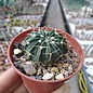 Notocactus schaeferiana