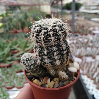 Gymnocalycium bruchii