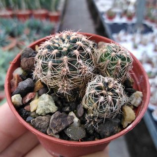 Gymnocalycium bruchii-Multihybride