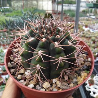 Gymnocalycium mazanense