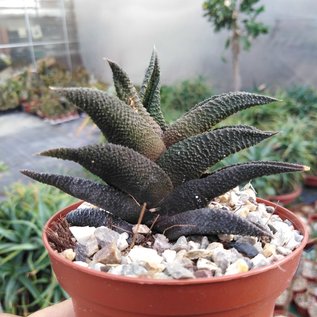 Haworthia scabra