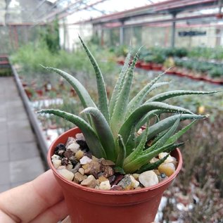 Haworthia chloracantha v. glauca