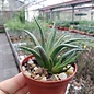 Haworthia chloracantha v. glauca