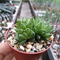 Haworthia cymbiformis v. multifolia Yo 2152