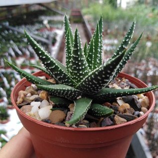 Haworthia attenuata cv. Enon