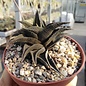 Haworthia scabra