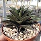 Haworthia tortuosa