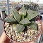 Haworthia emelyae v. multiflora