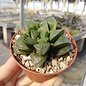 Haworthia retusa v. acuminata