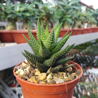 Haworthia attenuata cv. Green A