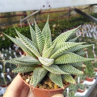 Haworthia limifolia cv. Striata Clara