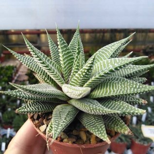 Haworthia limifolia cv. Striata Clara