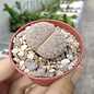 Lithops pseudotruncatella