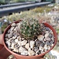 Notocactus herteri