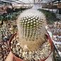 Notocactus scopa  Gf 075 Acegua W., km 10