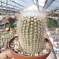 Notocactus scopa