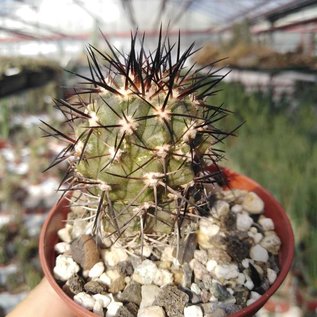 Copiapoa coquimbana Trapiche