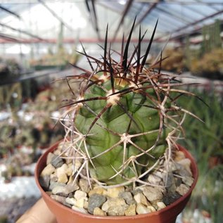 Copiapoa echinus  KK 1729 Copiapo, Monta Amargo, 500 m, Chile