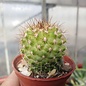 Copiapoa variispina   Izcuna 100m