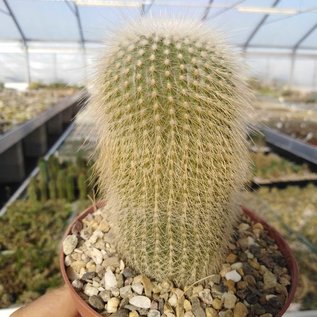 Notocactus leninghausii cv. albispina