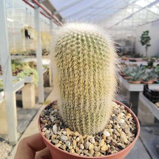 Notocactus leninghausii cv. albispina