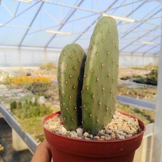 Opuntia ficus-indica-Hybr. Gemüseopuntia `Verdura 1` Colegio de Postgraduados, Chapingo, Mexiko