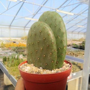 Opuntia ficus-indica-Hybr. Gemüseopuntia `Verdura 1` Colegio de Postgraduados, Chapingo, Mexiko