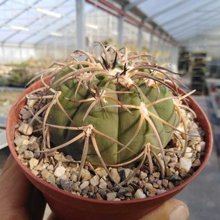 Gymnocalycium cardenasianum