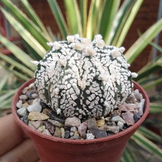 Astrophytum-Hybr. CAPAS cv. Super Kabuto