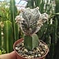 Astrophytum myriostigma cv. Hakuun Fukuryu   gepfr.