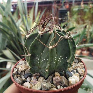 Astrophytum senile X senile Pink Flower