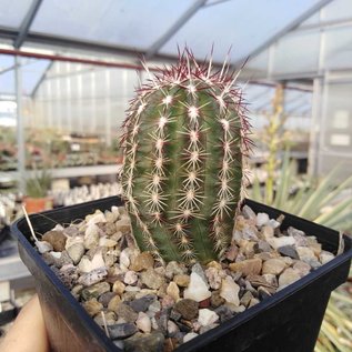 Echinocereus viridiflorus v. minor SB 170 Taos County, New Mexico, USA    (dw)