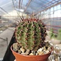 Echinopsis aurea  VoS 1317 Argentina : Córdoba (east of Los Ruices, 969 m)