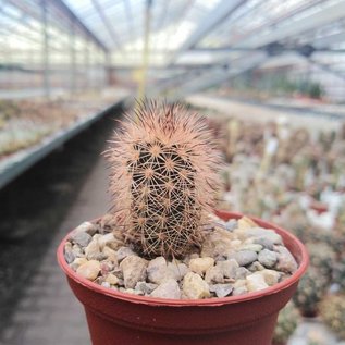 Echinocereus fitchii  SB 861 Webb.Co., Texas, USA