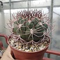 Gymnocalycium tilcarense